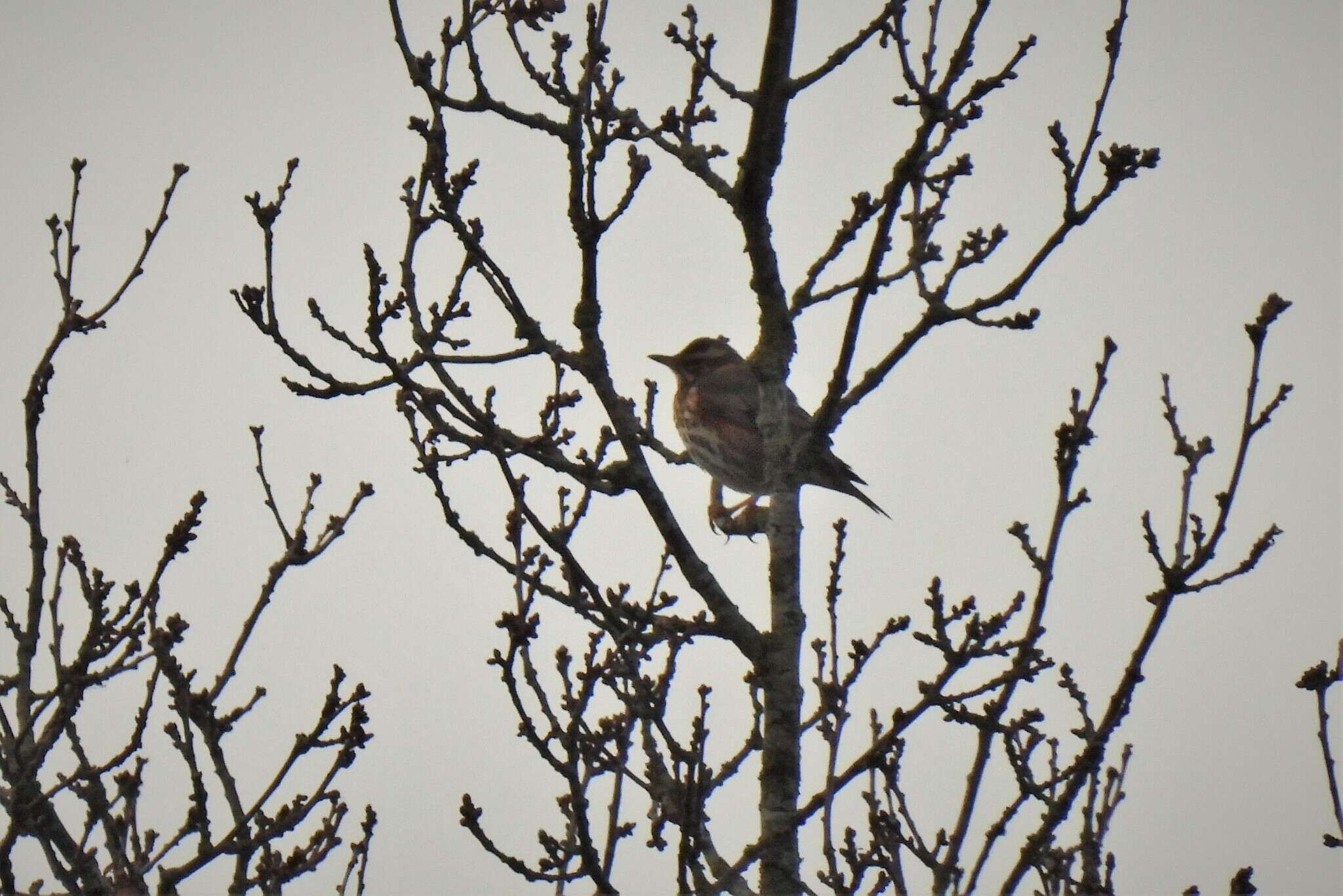 Слика од Turdus iliacus iliacus Linnaeus 1758