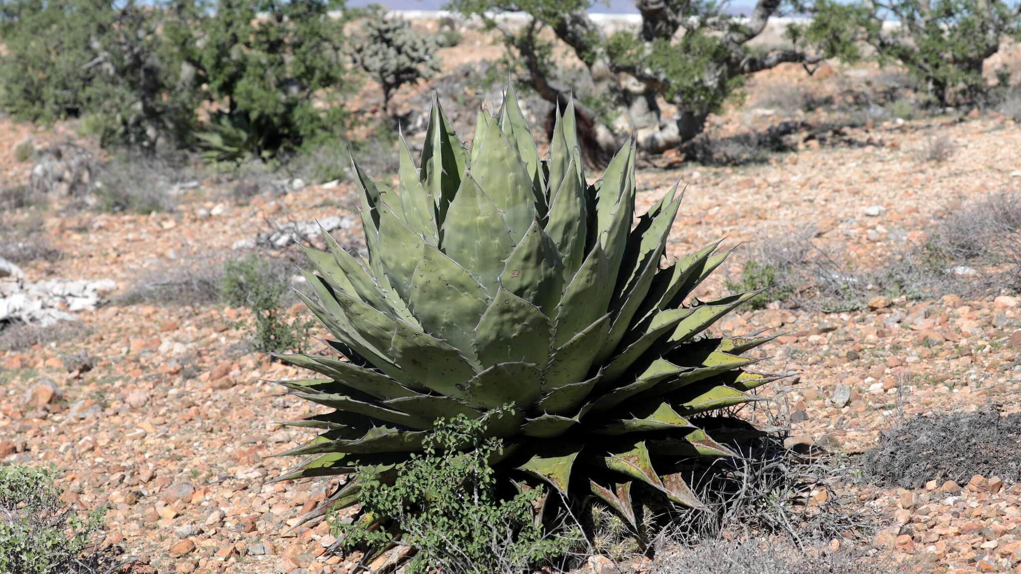 Image of Agave shawii subsp. goldmaniana (Trel.) Gentry