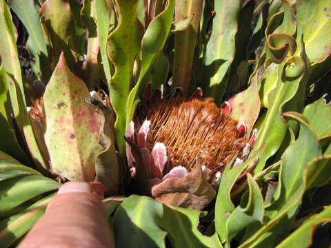 Image of Protea caespitosa Andr.