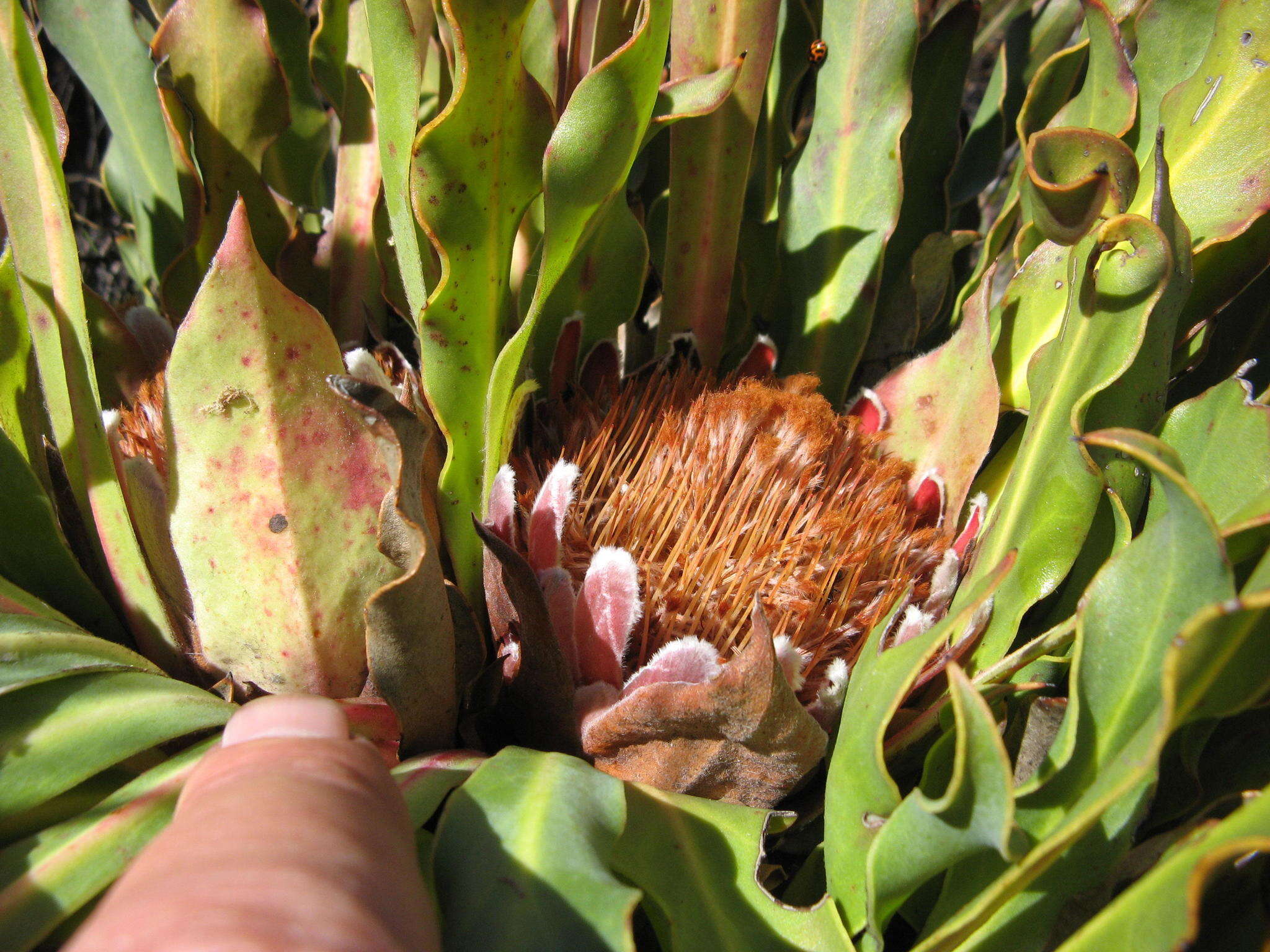 Imagem de Protea caespitosa Andr.