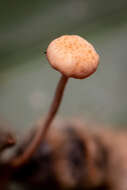 Image of Ophiocordyceps lloydii (H. S. Fawc.) G. H. Sung, J. M. Sung, Hywel-Jones & Spatafora 2007