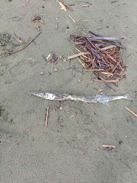 Image of Agujon needlefish