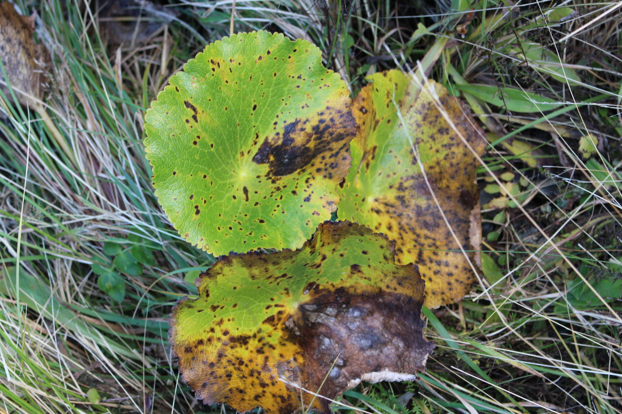 Image of Mount Cook buttercup