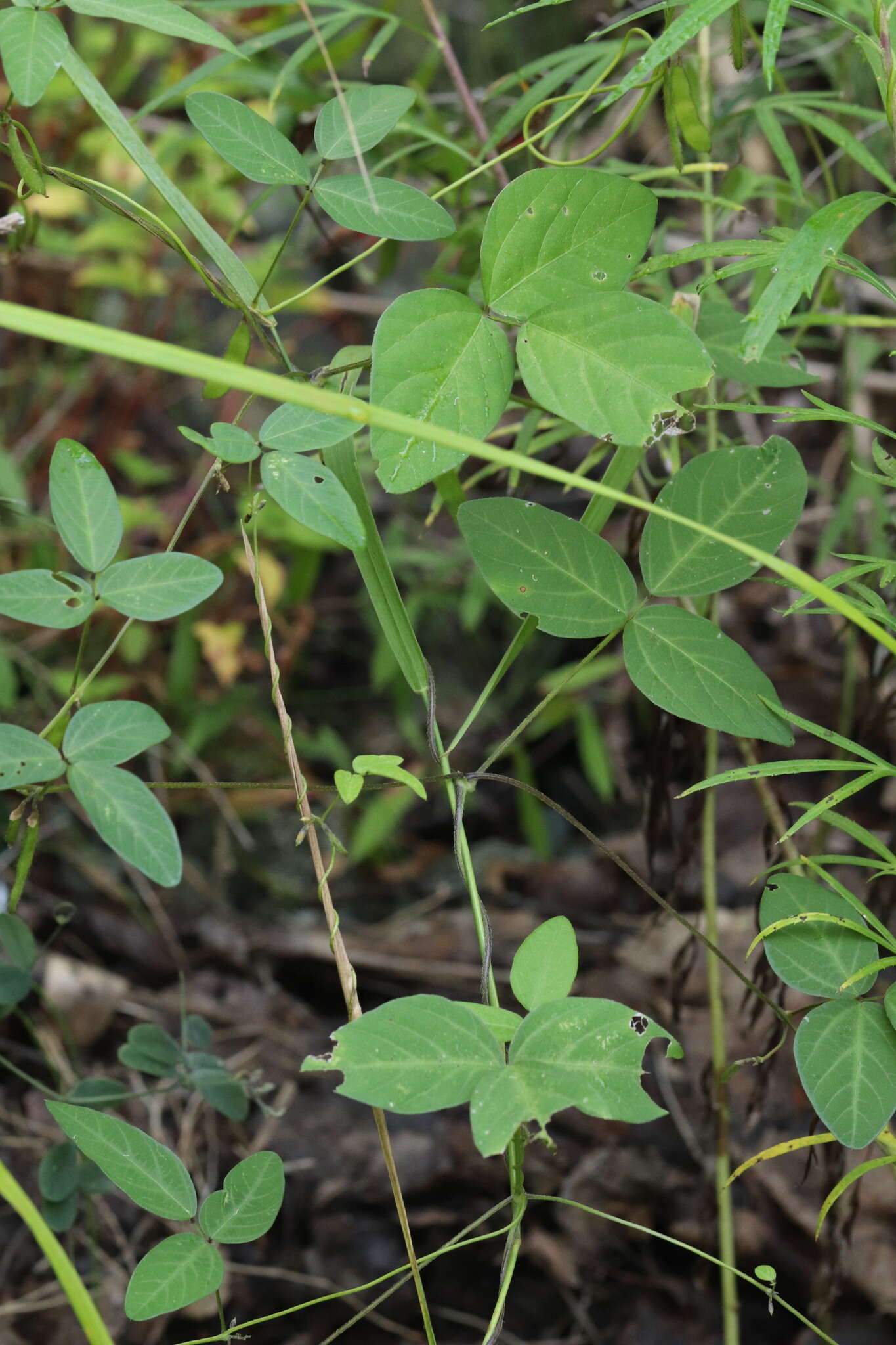 Image of Glycine max subsp. soja (Siebold & Zucc.) H. Ohashi