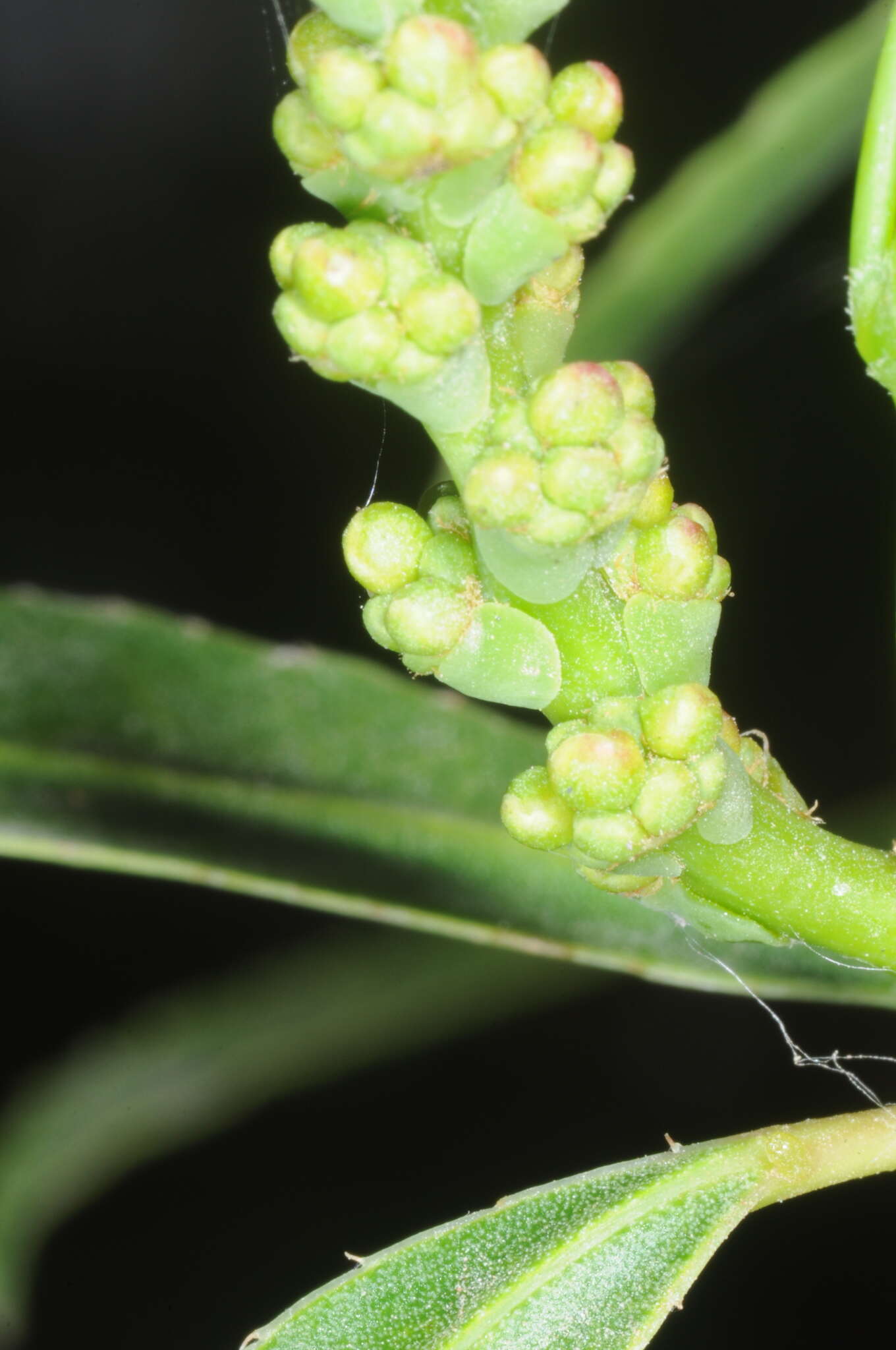 Image of Sapium haematospermum Müll. Arg.