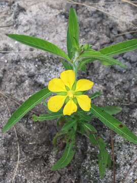 Imagem de Ludwigia leptocarpa (Nutt.) Hara