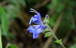 Salvia scutellarioides Kunth resmi