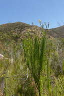 Image of Senecio euryopoides DC.