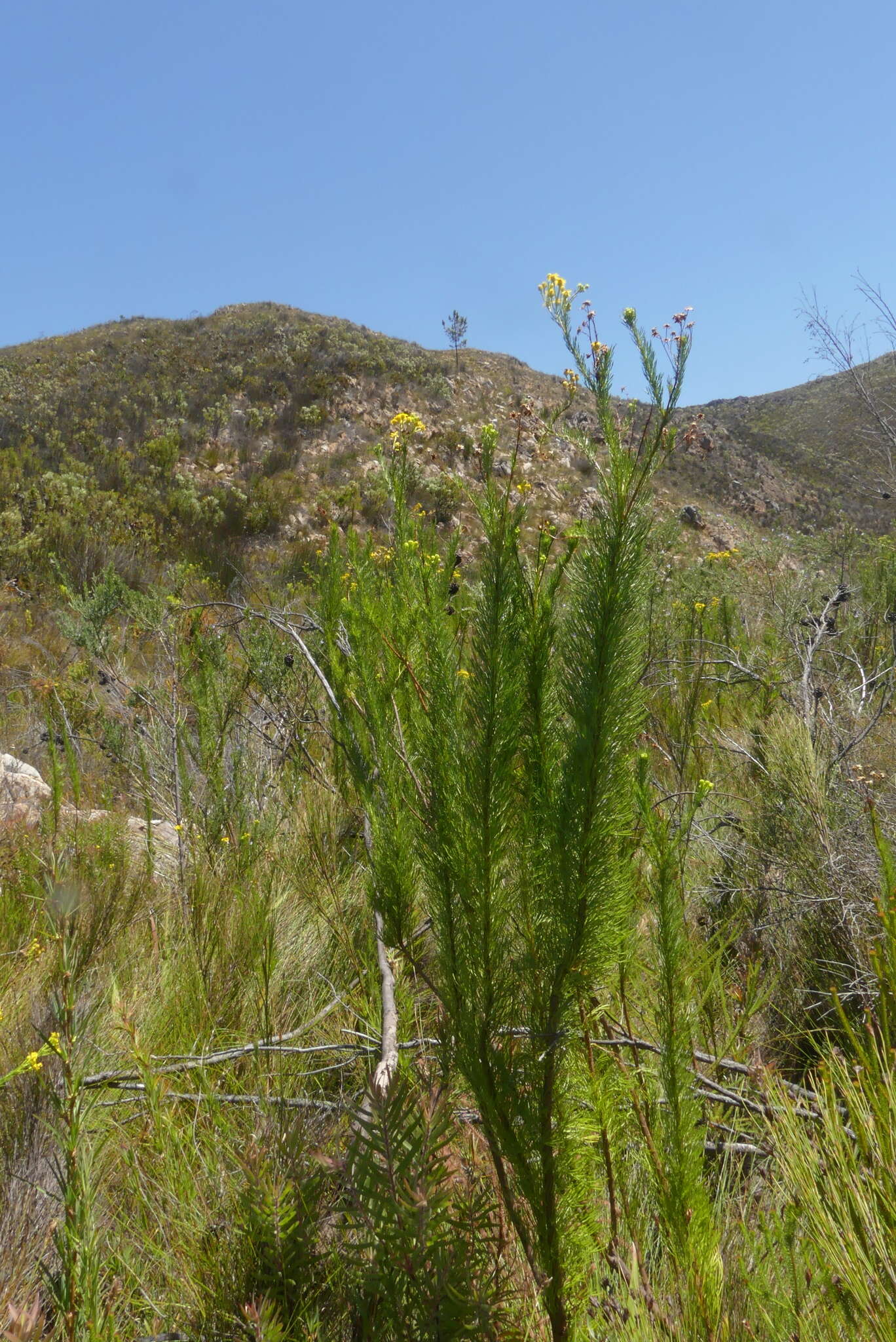 Image of Senecio euryopoides DC.