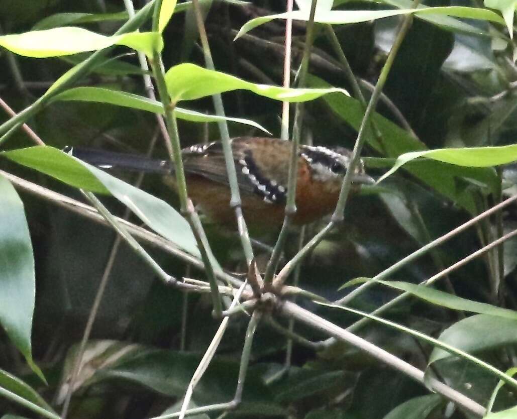 Image of Ferruginous Antbird