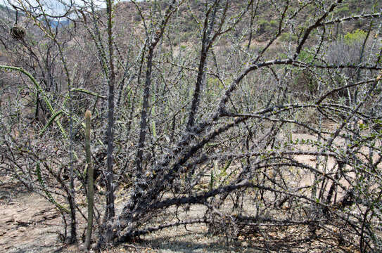 Imagem de Pereskia sacharosa Griseb.