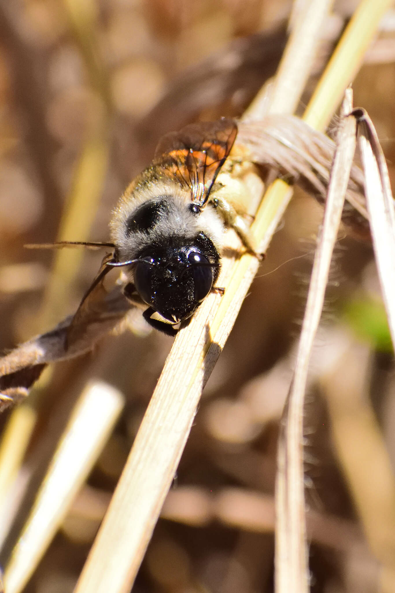 Image of Xylocopa tabaniformis azteca Cresson 1878