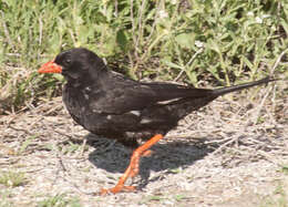 Image of Bubalornis niger niger Smith & A 1836