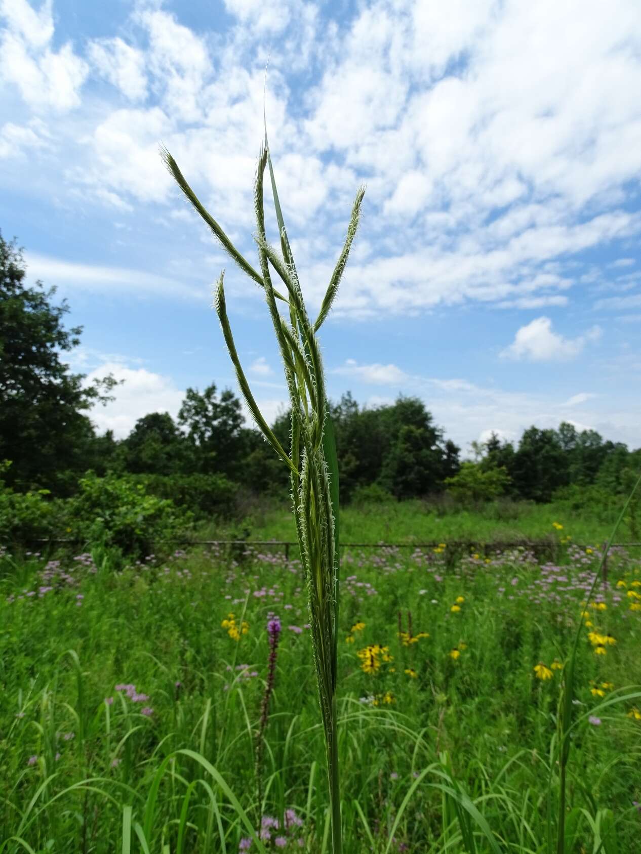 Image of Freshwater Cord Grass