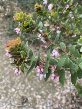 Image of Pajaro manzanita