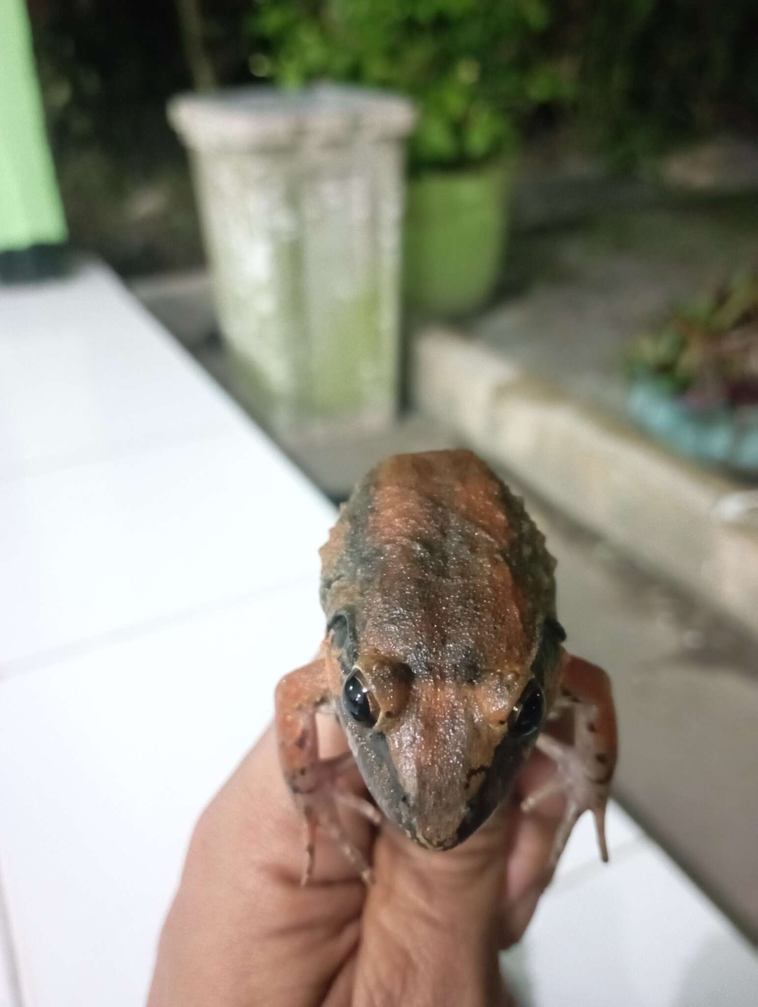 Image of Giant River Frog