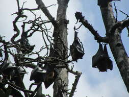 Image of Indian Flying Fox