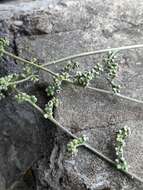 Image of Corrigiola telephiifolia Pourret