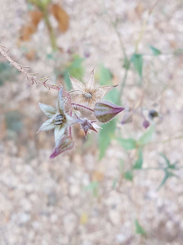 Image de Trichodesma africanum (L.) R. Br.