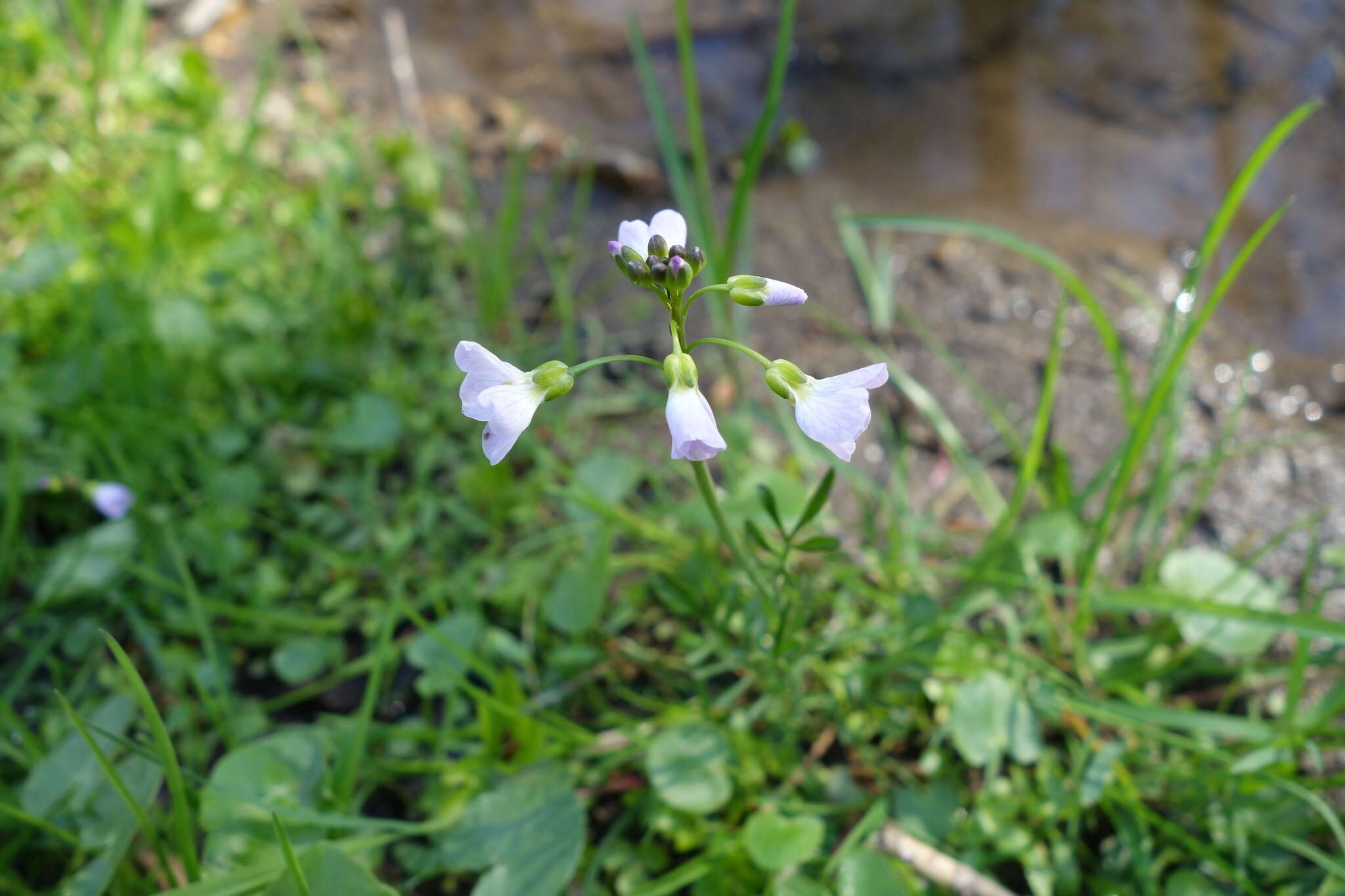 Image of cuckoo flower