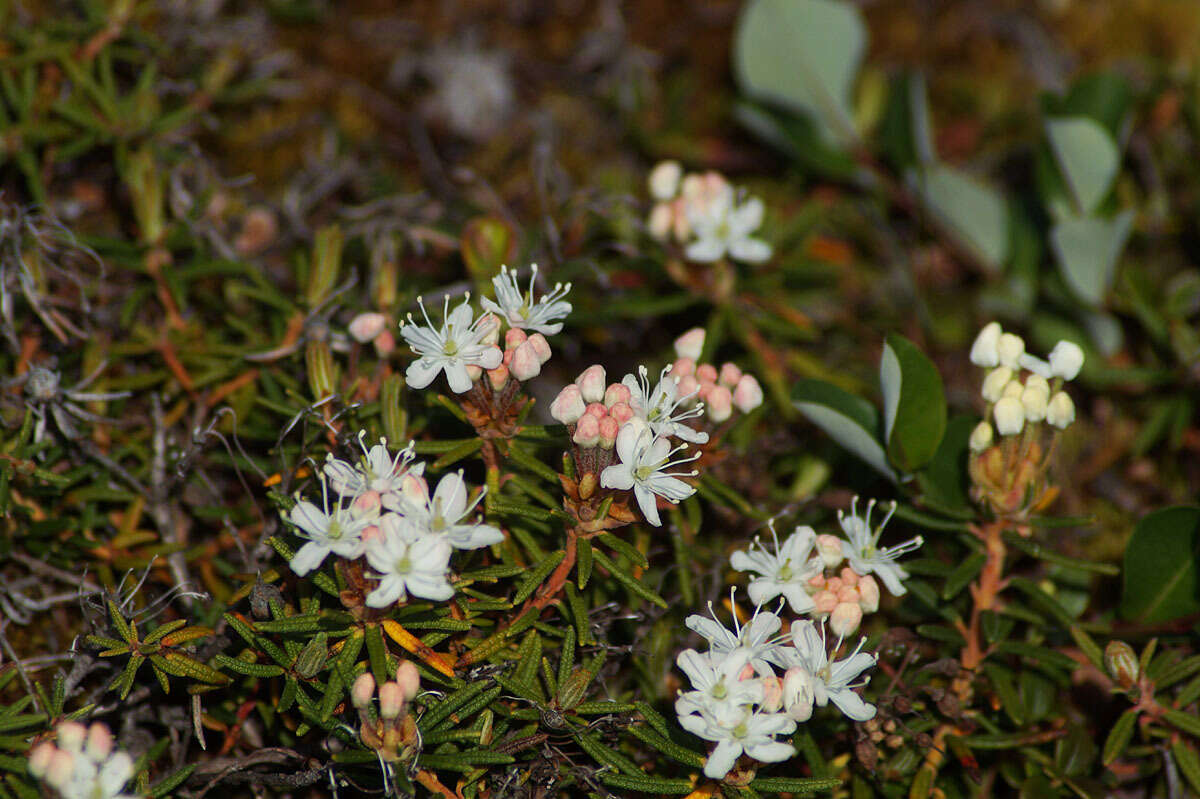 Imagem de Rhododendron tomentosum subsp. decumbens (Aiton) Elven & D. F. Murray