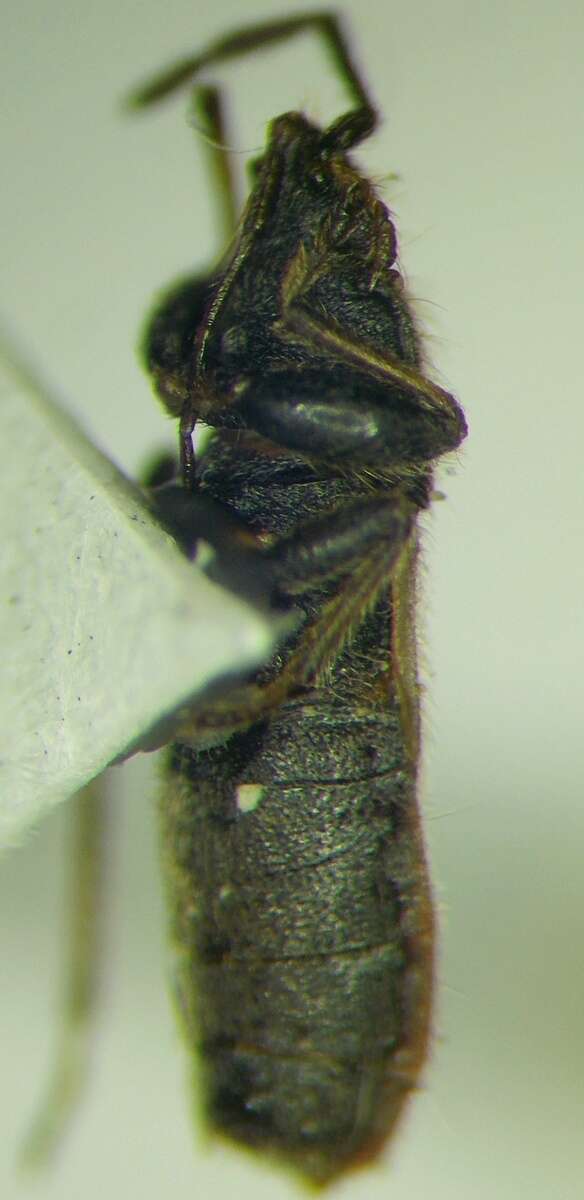 Image of Pezocoris apicimacula