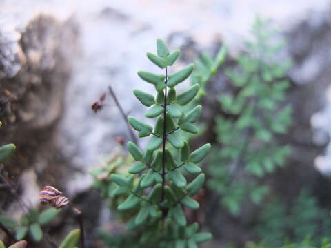 Image of Argyrochosma nivea var. tenera (Gillies ex Hook.) Ponce