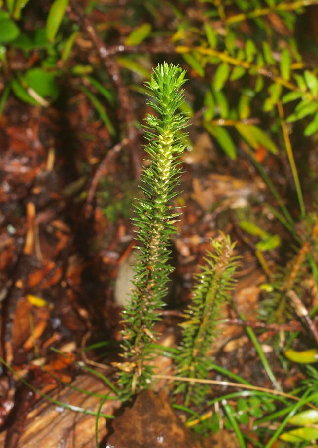 Image of Huperzia australiana (Herter) Holub