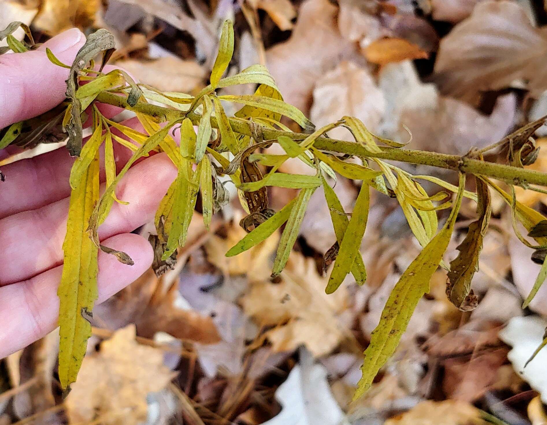 Image of hyssopleaf thoroughwort