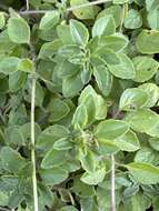 Image of Plectranthus lasianthus (Gürke) Vollesen