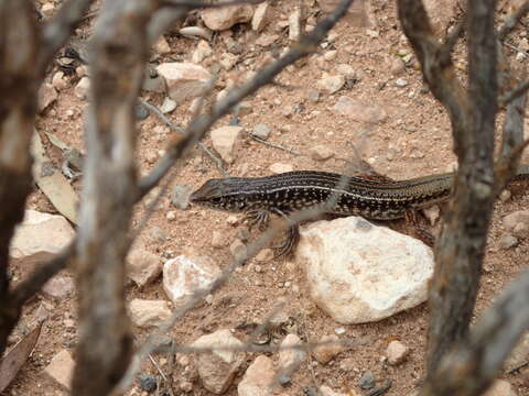 صورة Ctenotus orientalis Storr 1971