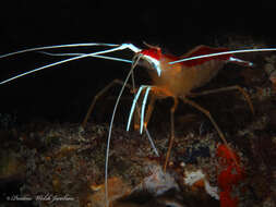 Image of red-backed cleaner shrimp