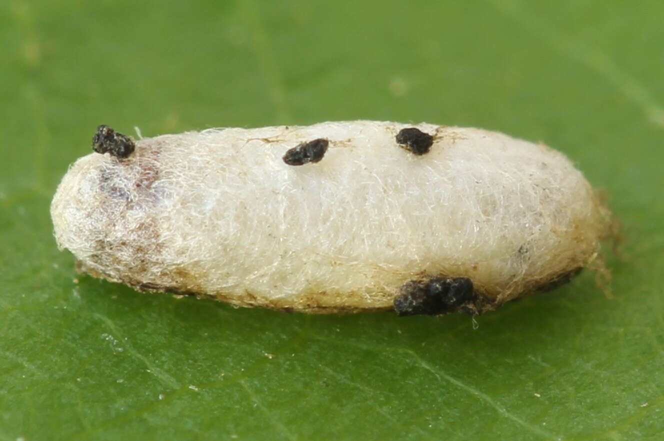 Epermenia chaerophyllellus Goeze resmi