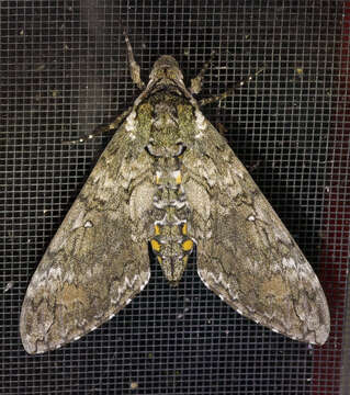 Image of Carolina sphinx