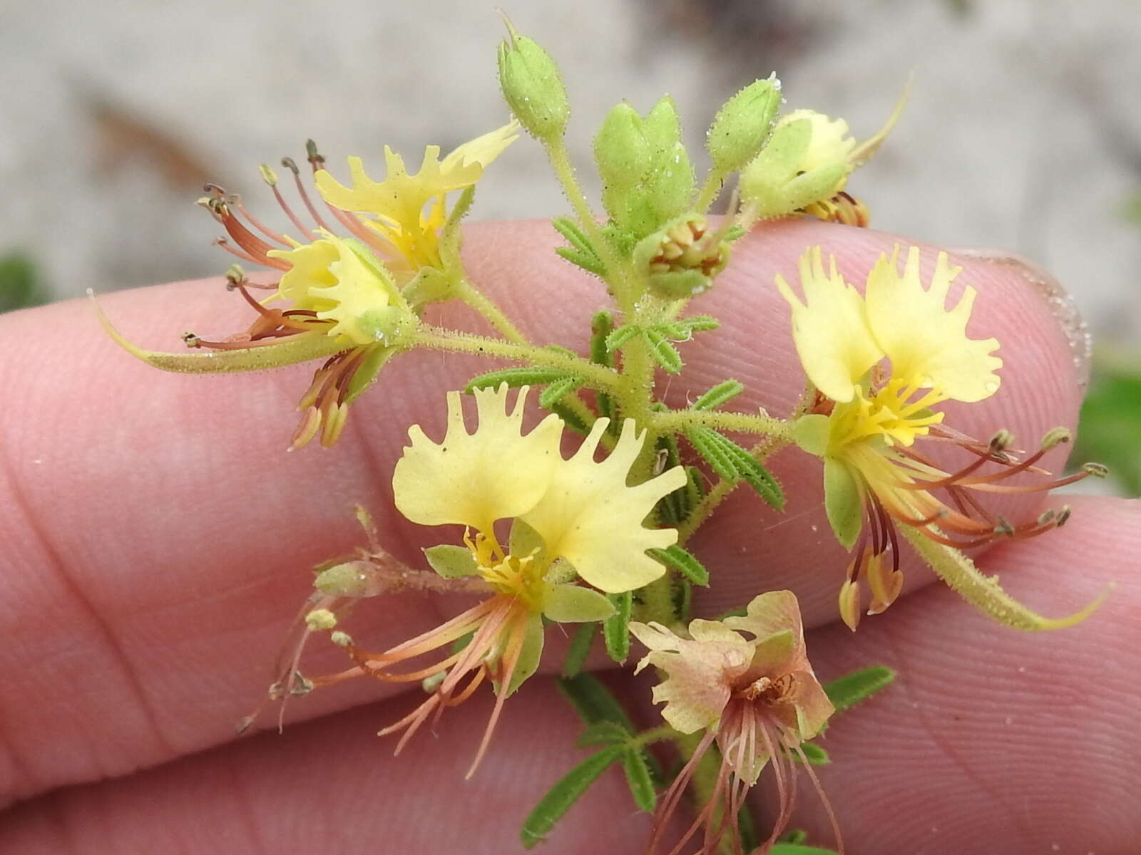 Image of large clammyweed