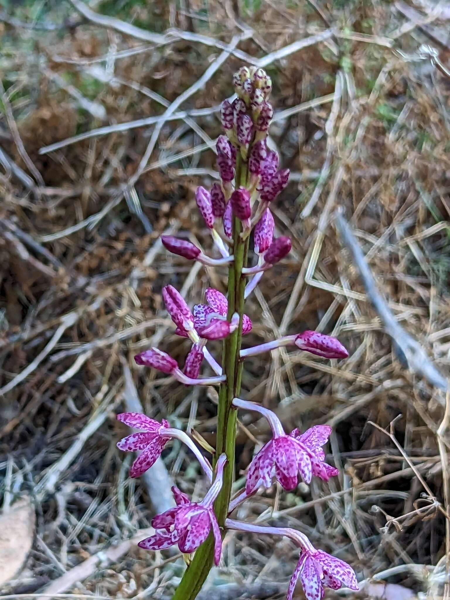 Imagem de Dipodium campanulatum D. L. Jones