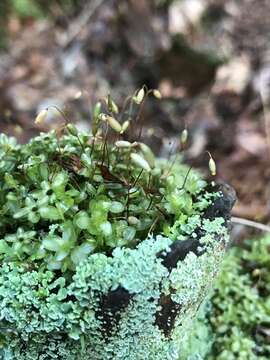 Image of rhizomnium moss