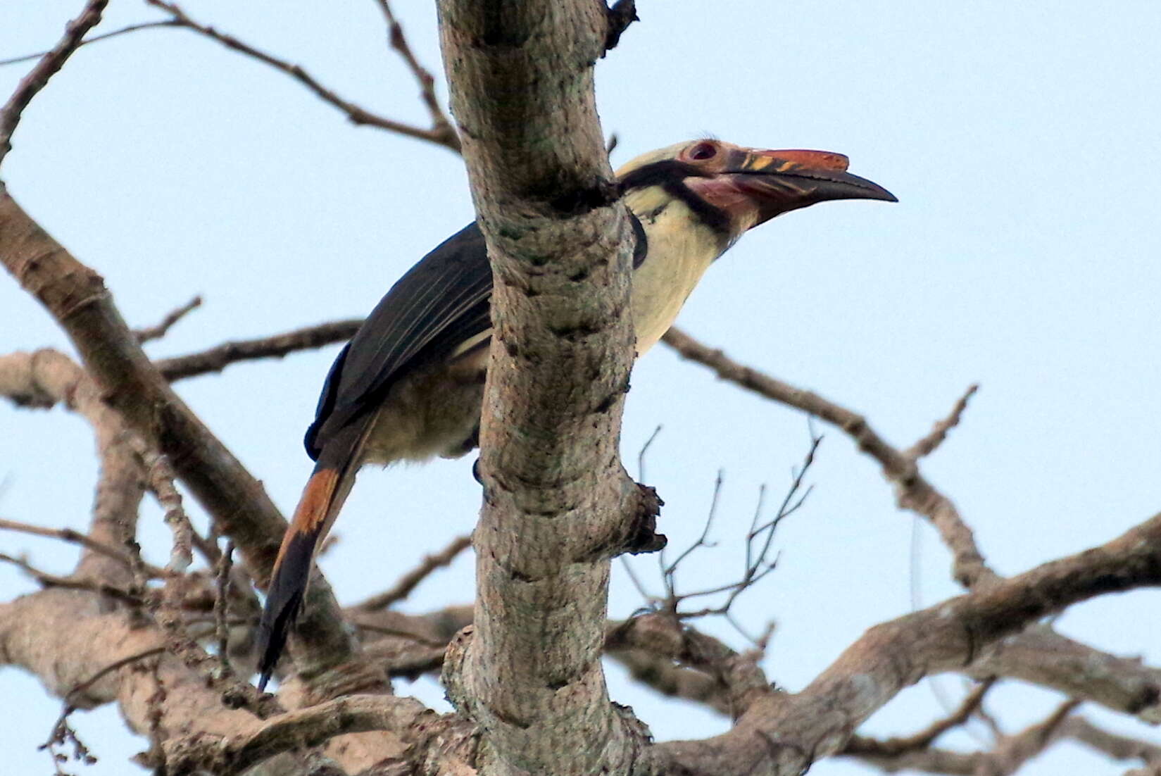 Image of Luzon Hornbill