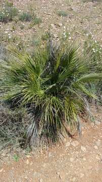 Image of fan palm