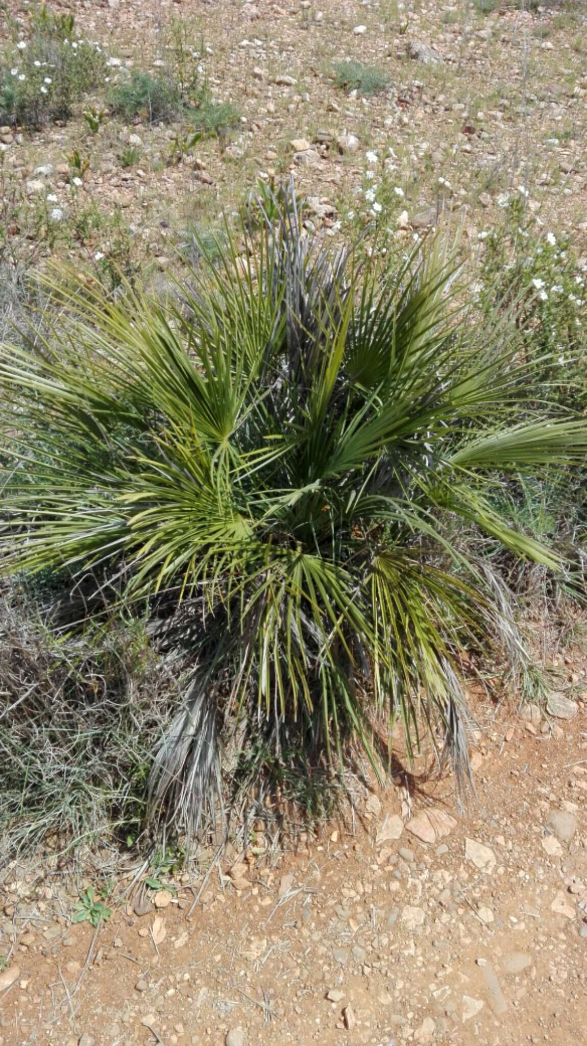 Image of fan palm