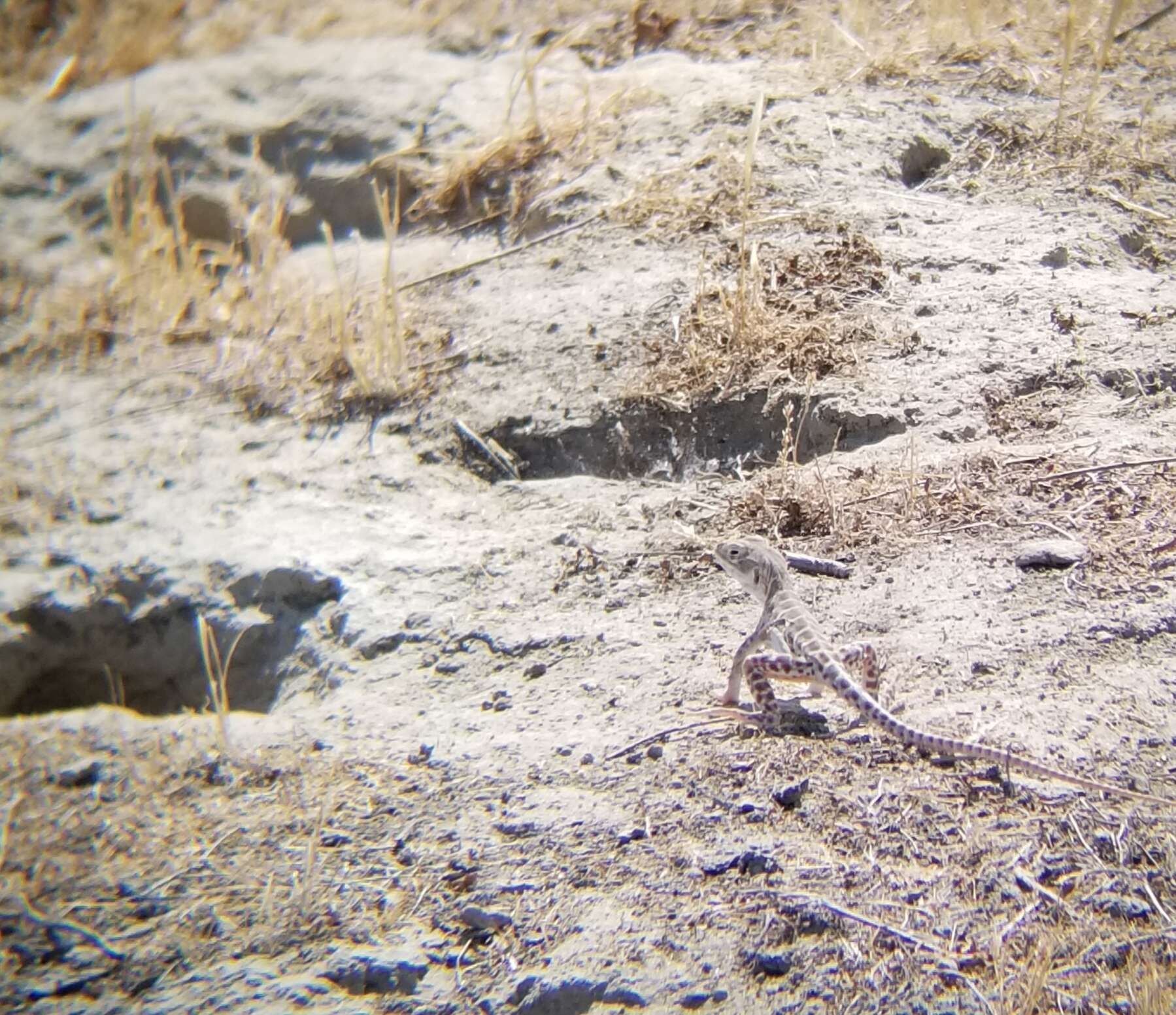 Image of Bluntnose Leopard Lizard