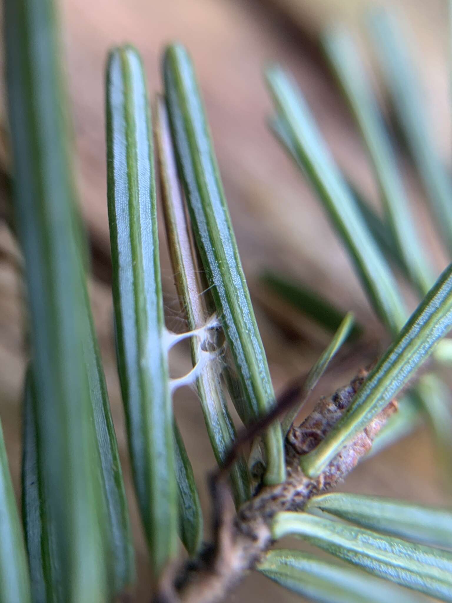 Image of Epinotia balsameae Freeman 1965