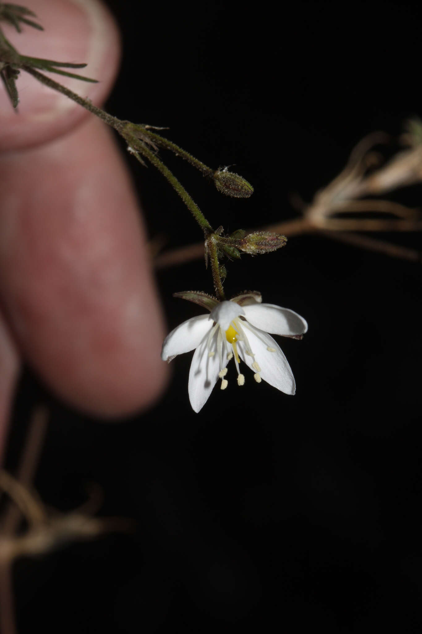 Image of Spergularia fasciculata Phil.