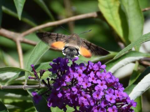 Image of humming-bird hawk moth