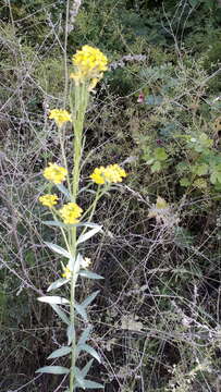 Image of Erysimum virgatum Roth