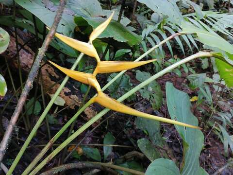 Image of Heliconia lutea W. J. Kress