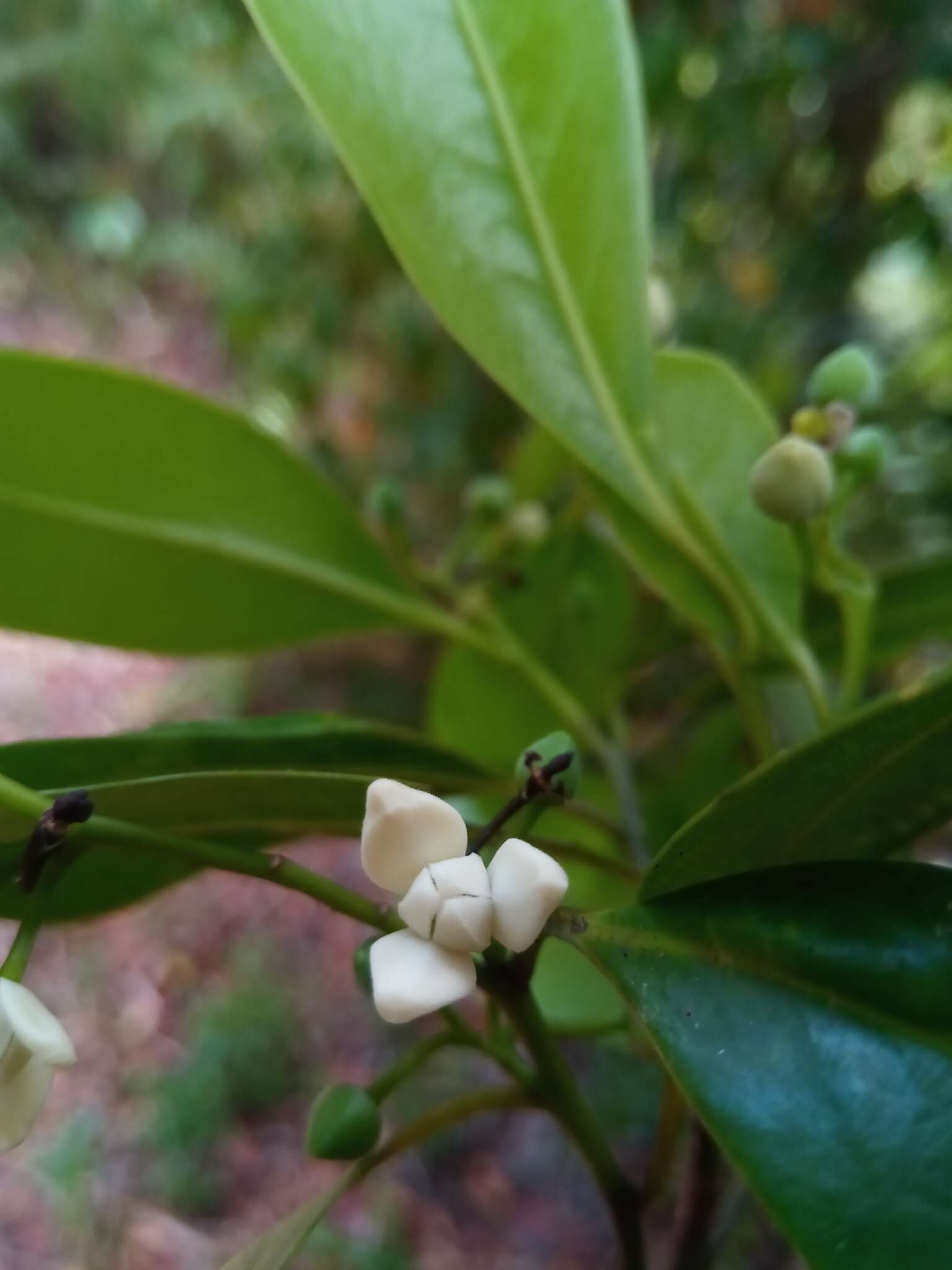 Image of Ambavia gerrardii (Baill.) Le Thomas