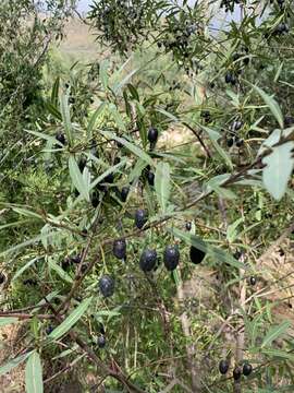 Image of Cryptocarya angustifolia E. Mey.