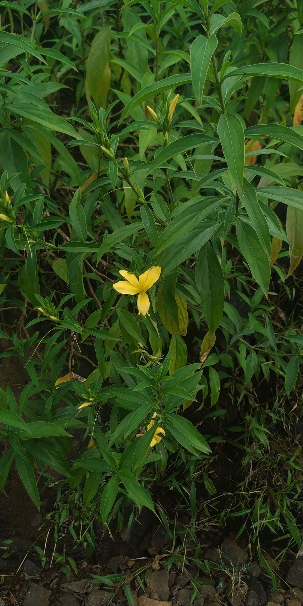 Image of porcupine flower