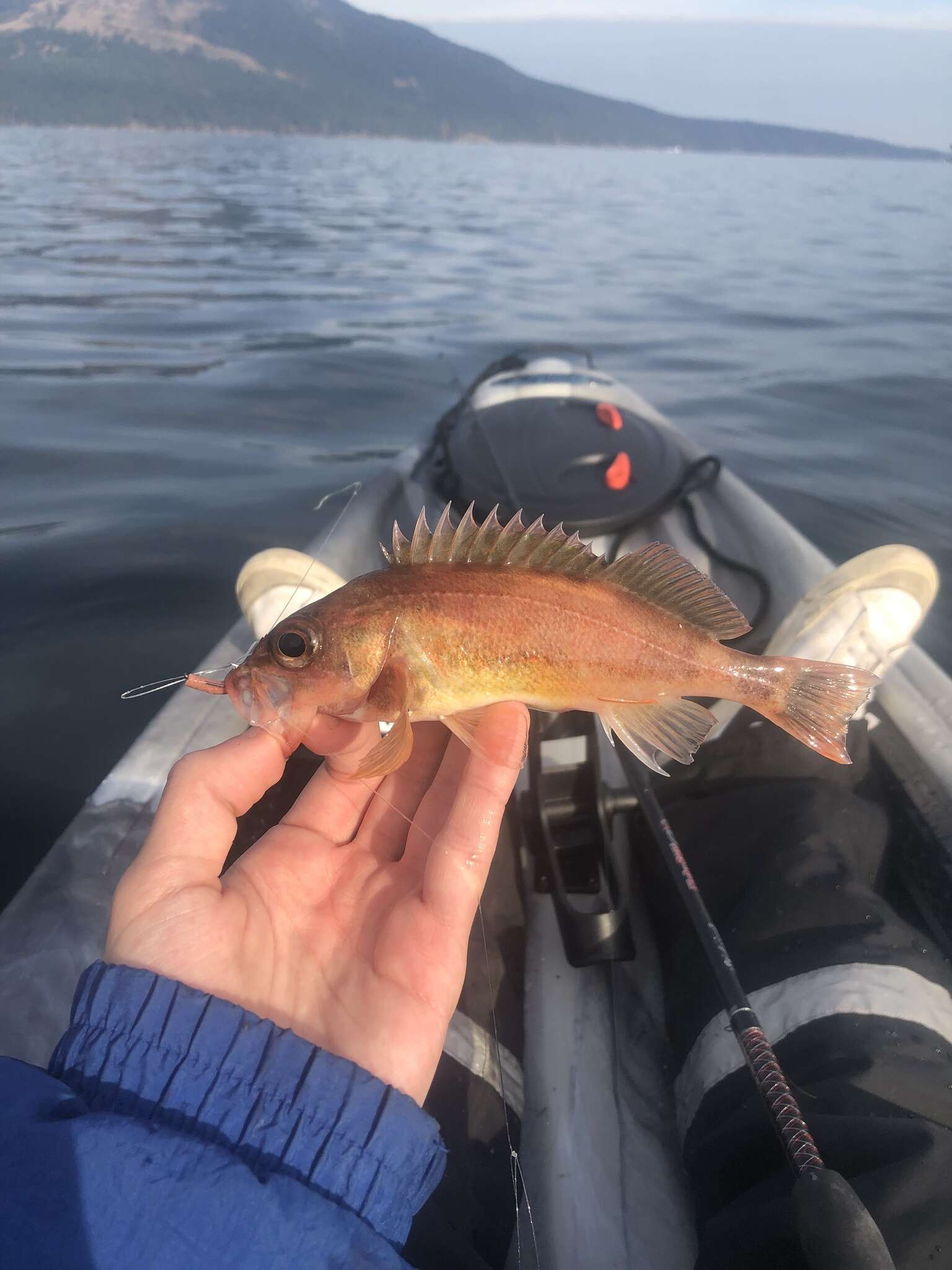 Image of Puget Sound rockfish